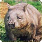 Wombat